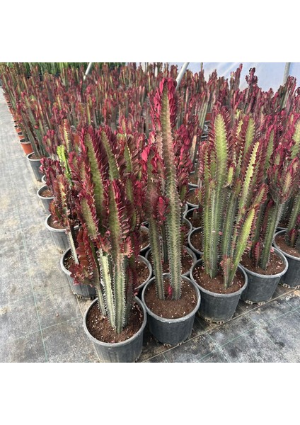 Büyük Boy Bol Dallı Euphorbia Trigona Red- Afrika Kırmızı Süt Ağacı Kaktüsü fiyatları