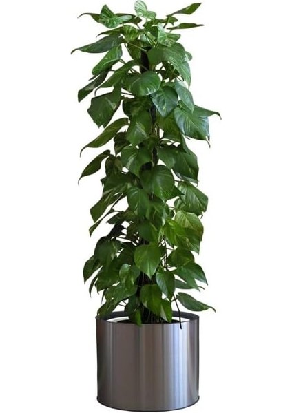 Çiçek Duvar Çıkartması, Iç/Dış Mekan Kullanımı, Siyah Renk, 90 Cm X 30 Cm