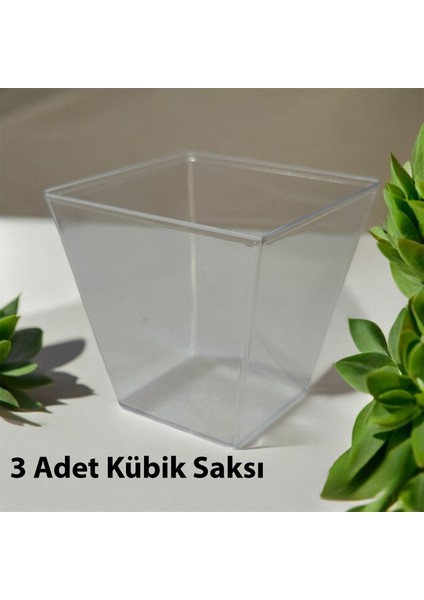 Lilac Home Dıy 3`lü Kübik Saksıda Dekoratif Taş Detaylı Şeflore Seti (Schefflera)