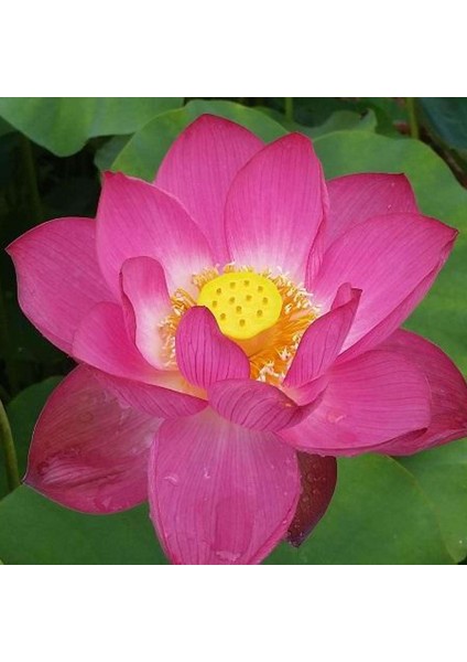 5 Adet Tohum Nadir Bulunan Japon Lotus Su Çiçeği Nilüfer Çiçeği Tohumu Hediye Tohumlu