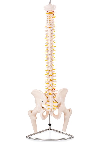 Eğitim Maketleri Omurga ve Kalça Pelvisli ve Femur Başlı Vertebra Modeli 75 cm