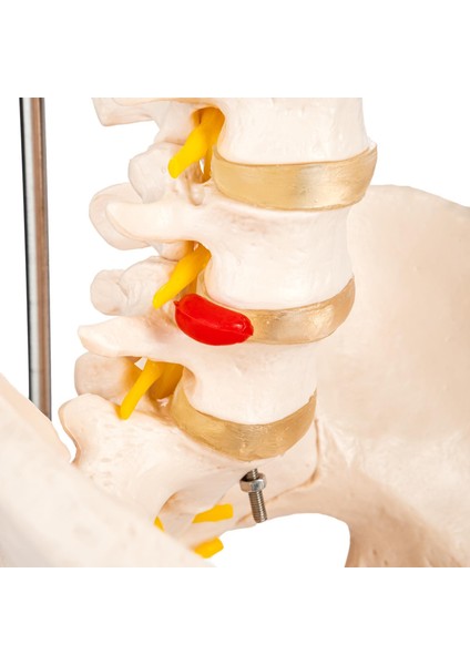 Eğitim Maketleri Omurga ve Kalça Pelvisli ve Femur Başlı Vertebra Modeli 75 cm