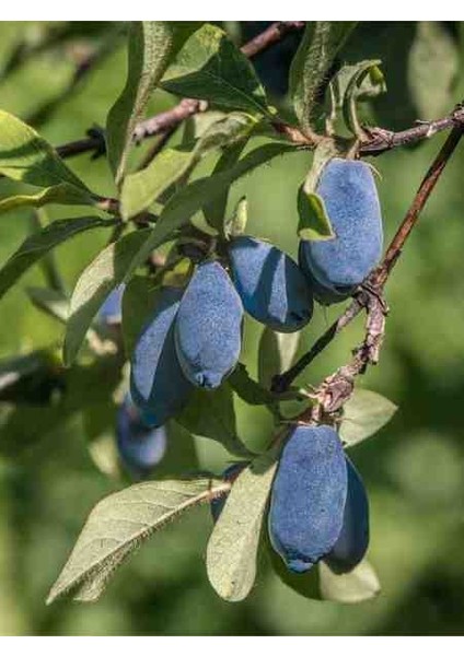 2 Yaşında Bal Yemiş (Honeyberry - Lonicera Caerulea) Fidanı - Bahçeniz Için Lezzetli ve Dayanıklı Bir Meyve Bitkisi