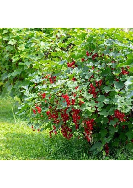 "2 Yaşında Frenk Üzümü (Ribes Rubrum) - Bahçeniz Için Ideal"