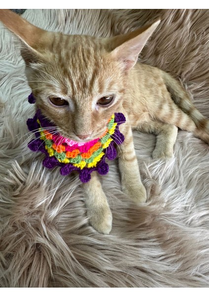 El Örgüsü Renkli Kedi Köpek Tasma Giyim Aksesuarı modelleri