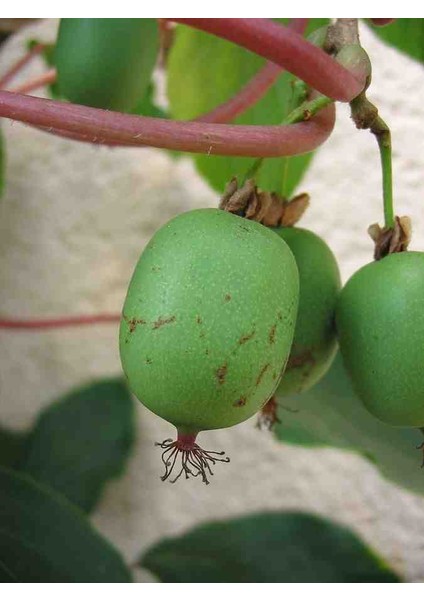 2 Yaşında Mini Kivi (Actinidia Arguta) Fidanı - Bahçeniz Için Lezzetli ve Dayanıklı Meyve