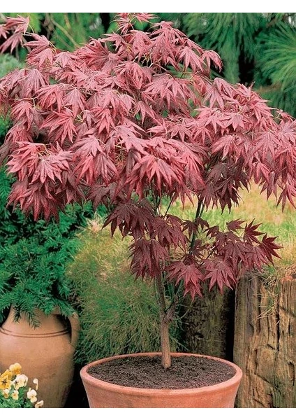 Japon Akçaağaç Fidanı (Acer Palmatum) 1-2 Yaş Saksılı