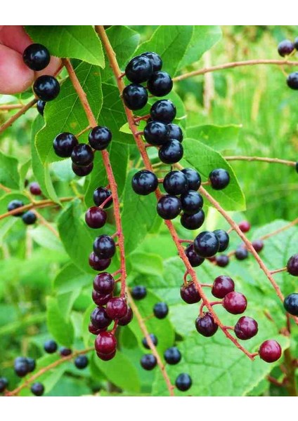 "sağlıklı Karayemiş Fidanı - 2 Adet 2 Yaşında, Göz Alıcı ve Dayanıklı"