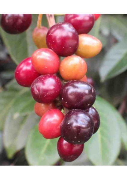 "sağlıklı Karayemiş Fidanı - 2 Adet 2 Yaşında, Göz Alıcı ve Dayanıklı" fiyatları