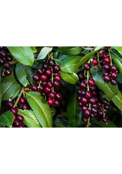 "sağlıklı Karayemiş Fidanı - 2 Adet 2 Yaşında, Göz Alıcı ve Dayanıklı" modelleri