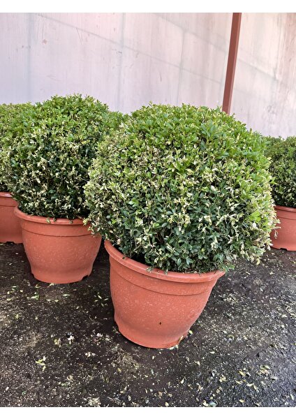 Denizin Garden Top Şimşir (Buxus Faulkner) P32