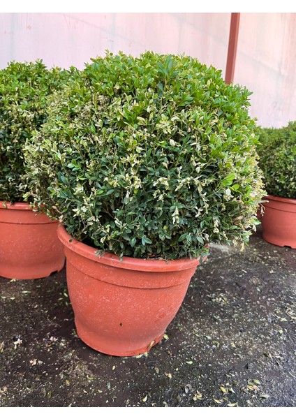 Denizin Garden Top Şimşir (Buxus Faulkner) P32