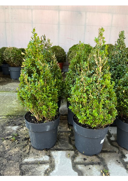 Denizin Garden Piramit Şimşir - Buxus Sempervirens Pyramidalis 65CM