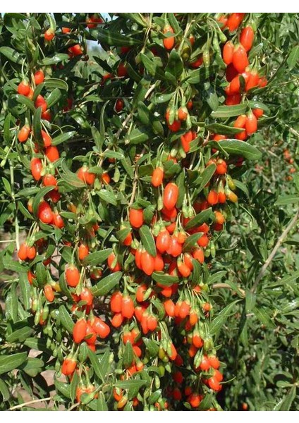 "3'lü Gojiberry Fidanı - Lycium Barbarum, Lezzetli ve Kolay Bakımlı"