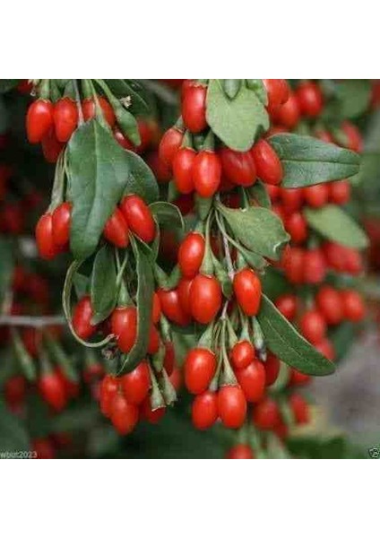 "3'lü Gojiberry Fidanı - Lycium Barbarum, Lezzetli ve Kolay Bakımlı" fiyatları