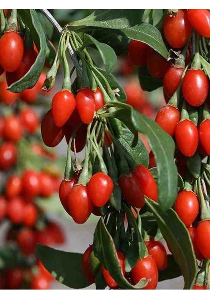"3'lü Gojiberry Fidanı - Lycium Barbarum, Lezzetli ve Kolay Bakımlı" modelleri