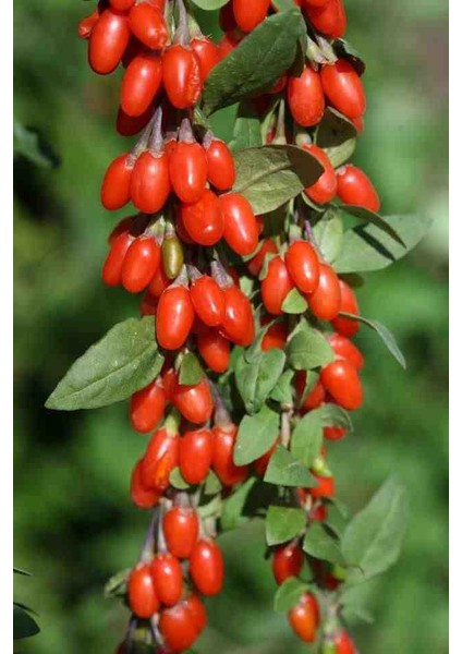 "3'lü Gojiberry Fidanı - Lycium Barbarum, Lezzetli ve Kolay Bakımlı" fırsatları