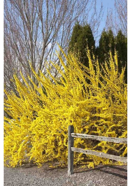 Altın Çanak Fidanı | 2 Yaşında | Ilkbaharın Güneşi