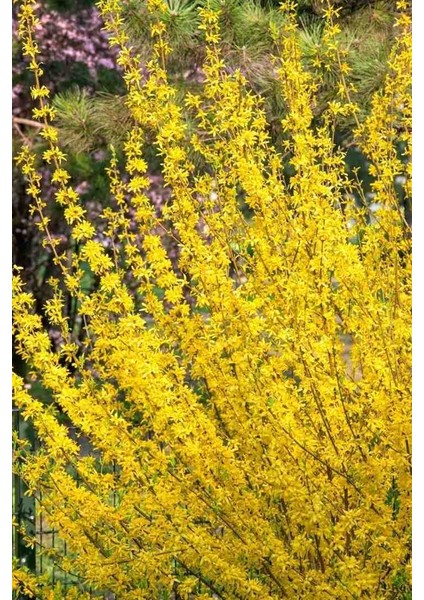 Altın Çanak Fidanı | 2 Yaşında | Ilkbaharın Güneşi modelleri