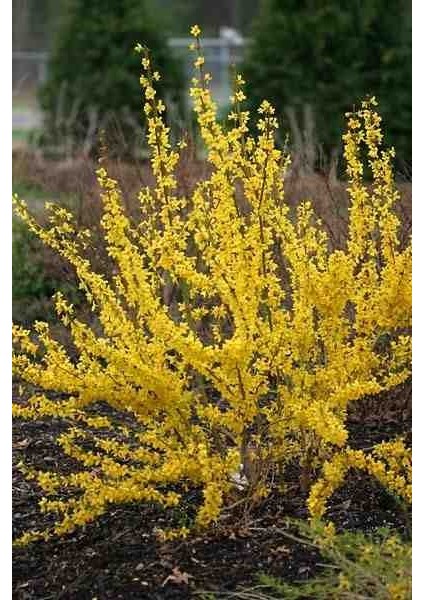 Altın Çanak Fidanı | 2 Yaşında | Ilkbaharın Güneşi fırsatları