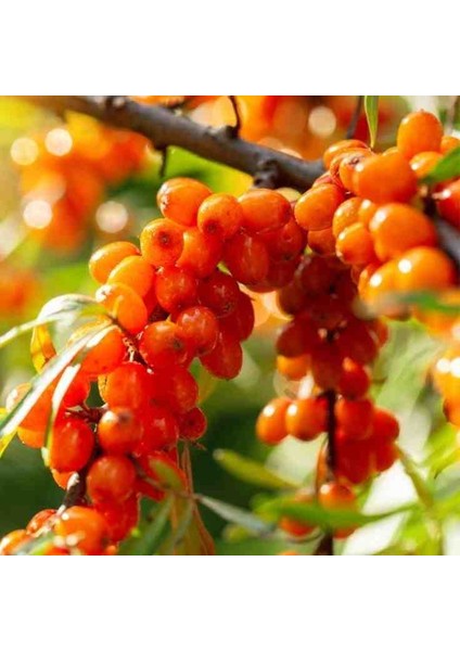"yalancı Iğde (Hippophae Rhamnoides) Fidanı - 2 Yaşında, Tüplü"