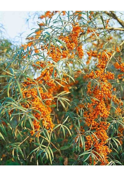 "yalancı Iğde (Hippophae Rhamnoides) Fidanı - 2 Yaşında, Tüplü"
