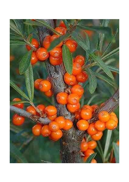"yalancı Iğde (Hippophae Rhamnoides) Fidanı - 2 Yaşında, Tüplü"