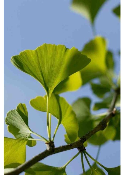 "2'li Mabet Ağacı Fidanı - 2 Yaşında, Tüplü, Güçlü ve Estetik" fiyatları