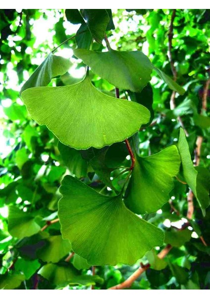 "2'li Mabet Ağacı Fidanı - 2 Yaşında, Tüplü, Güçlü ve Estetik" modelleri