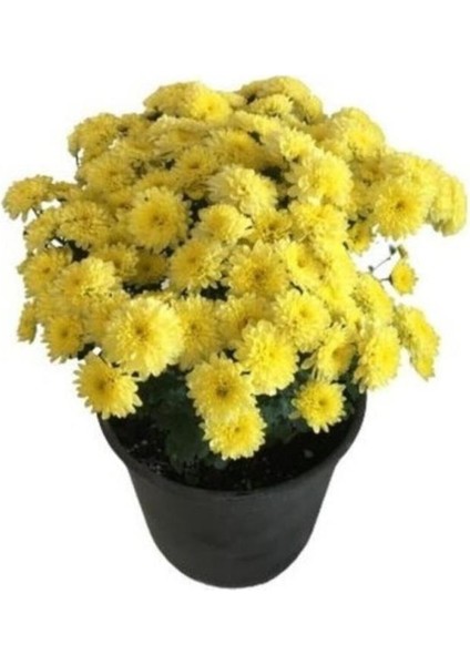 Sarı Kasımpatı Krizantem Hüzün Çiçeği 5-10 cm Chrysanthemum
