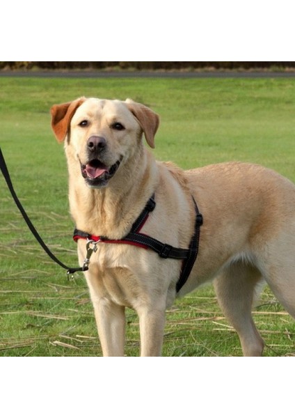 Köpek Yürüyüş Eğitim Göğüs Tasması S M 13 modelleri