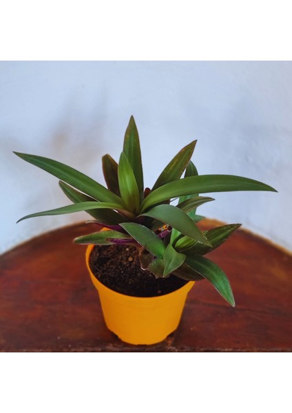 Tradescantia Spathacea (İstiridye Telgraf Çiçeği)