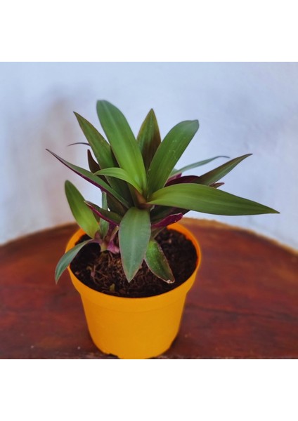 Tradescantia Spathacea (İstiridye Telgraf Çiçeği) fiyatları