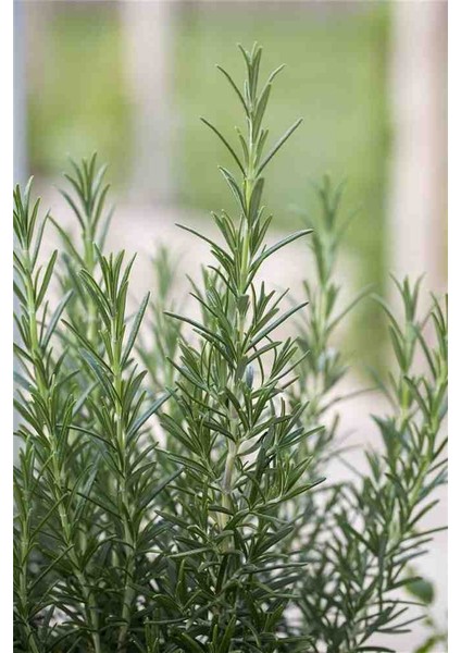 "1-2 Yaşında Biberiye Fidanı - Bahçeniz Için Bitki" fiyatları