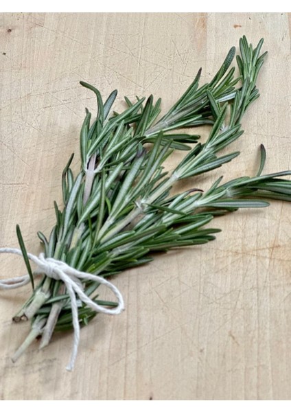 2 Yaşında Biberiye (Rosmarinus Officinalis) Fidanı - Kolay Bakımlı ve Sağlıklı