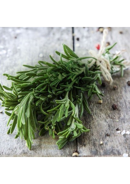 2 Yaşında Biberiye (Rosmarinus Officinalis) Fidanı - Kolay Bakımlı ve Sağlıklı fiyatları