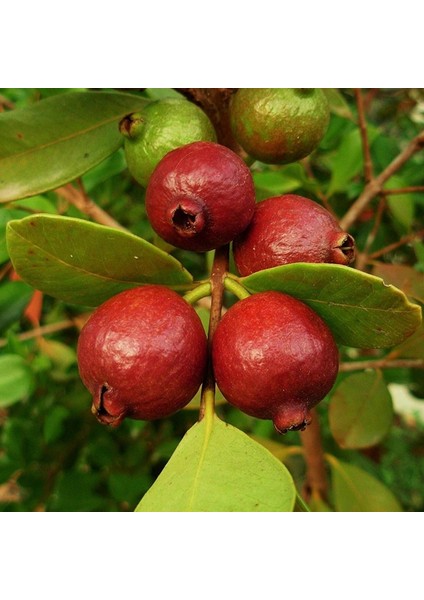 Çilek Guavası Fidanı 4 Yaş 1 mt (2 Adet)