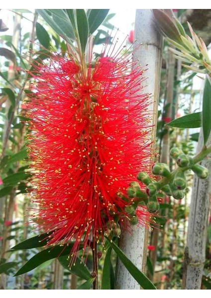 3 Yaşında Tüplü Fırça Çalısı (Callistemon Citrinus) Fidanı - Bahçeniz İçin Göz Alıcı ve Egzotik Bir Seçim