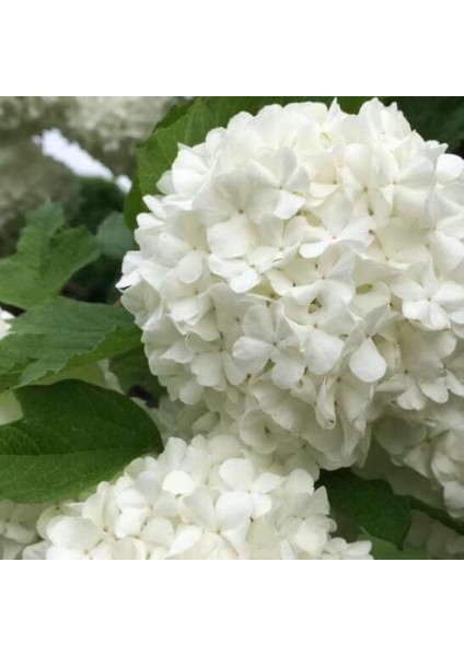 1-3 Yaş Arası Çınar Kartopu Fidanı Vıburnum Opulus Sterıle - Tüplü, Zarif ve Dayanıklı