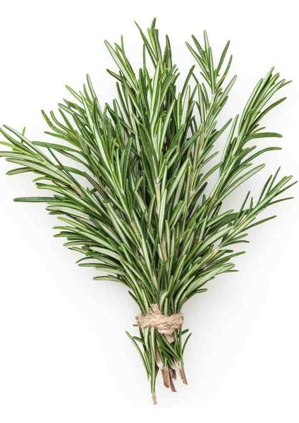 2 Adet Tüplü Biberiye Fidanı - Bahçeniz İçin Aromatik ve Dayanıklı