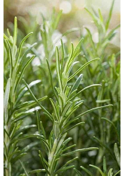 2 Adet Tüplü Biberiye Fidanı - Bahçeniz İçin Aromatik ve Dayanıklı modelleri