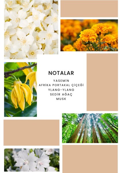 Ixora K080 Apex Kadın Parfüm 100 ml EDP fiyatları