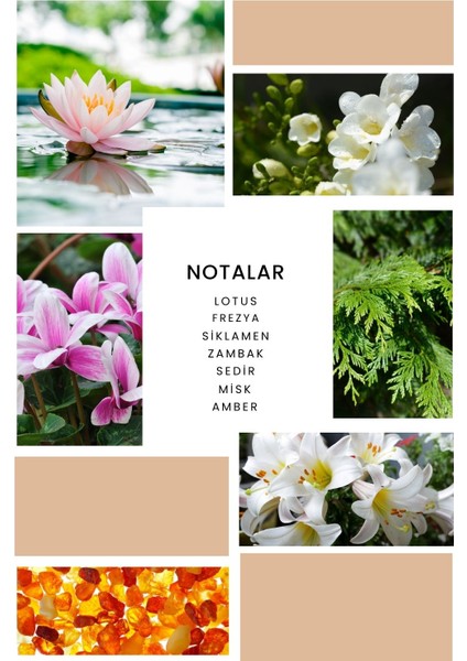 Ixora K110 Desing Kadın Parfüm 100 ml EDP modelleri