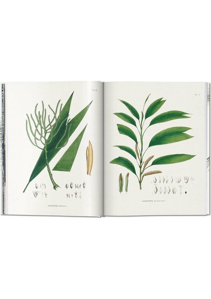 The Book of Palms / Das Buch der Palmen / Le livre des palmiers