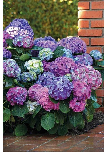 2 Adet 2 Yaşında Tüplü Ortanca (Hydrangea Macrophylla) Fidanı - Bahçeniz İçin Renkli ve Zarif Bir Seçim