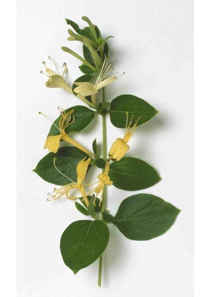 1-3 Yaş Arası Tüplü Hanımeli (Lonicera Japonica) Fidanı - Bahçeniz İçin Narin ve Kokulu Çiçekler