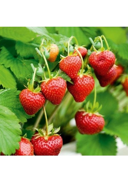 Doğal Yediveren Çilek Tohumu (200 Adet)