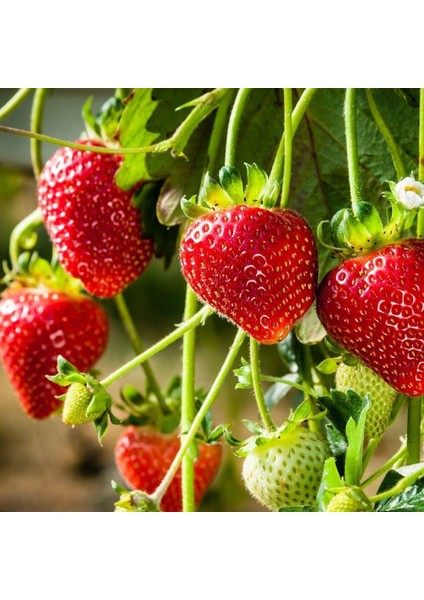 Doğal Yediveren Çilek Tohumu (200 Adet) fiyatları
