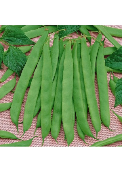 Ayşe Sırık 4F89 Fasulye Tohumu (25 Gram)