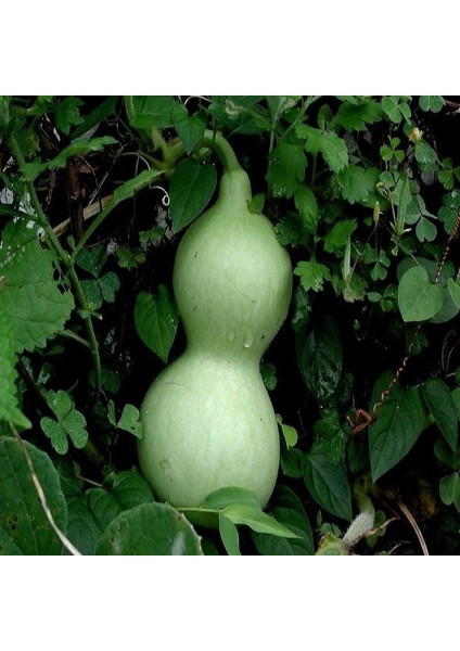 Doğal Calabash Süs (Su) Kabağı Tohumu (5 Tohum) fiyatları